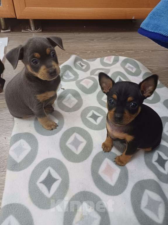 Собаки в Новороссийске: Продам той-терьера щенки Разнополые, 6 000 руб. - фото 7