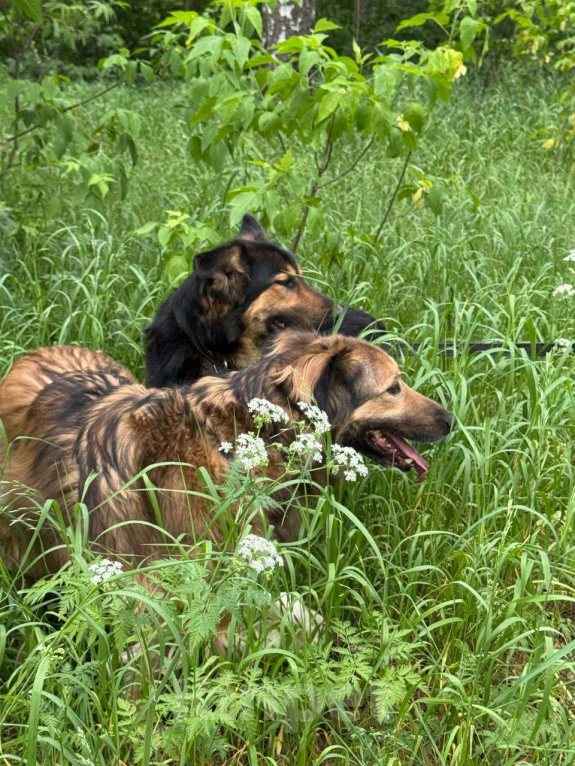 Собаки в Москве: Сима - пушинка Девочка, Бесплатно - фото 8