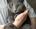 Кошки в Москве: Котенок Жеки ищет свой дом Мальчик, Бесплатно - фото 6