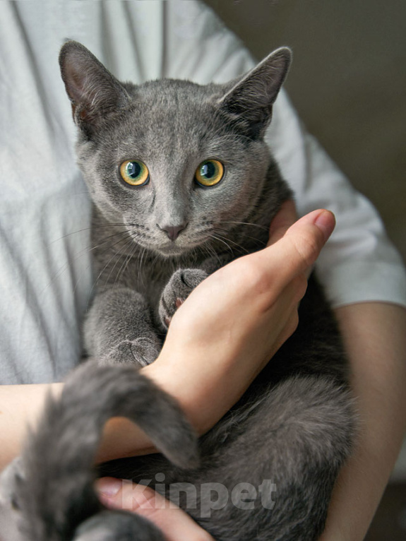 Кошки в Москве: Котенок Жеки ищет свой дом Мальчик, Бесплатно - фото 6