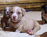 Собаки в Москве: Мальчики и девочки американский булли. Разнополые, 70 000 руб. - фото 4