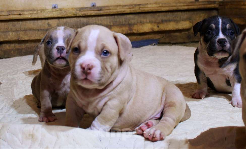 Собаки в Москве: Мальчики и девочки американский булли. Разнополые, 70 000 руб. - фото 4