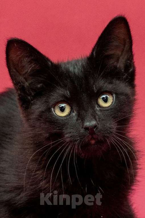 Кошки в Москве: Уникальный котёнок Фуджи в добрые руки  Мальчик, Бесплатно - фото 4