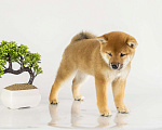 Собаки в Барнауле: Малышка Сиба Ину (Shiba Inu) Девочка, 100 000 руб. - фото 3