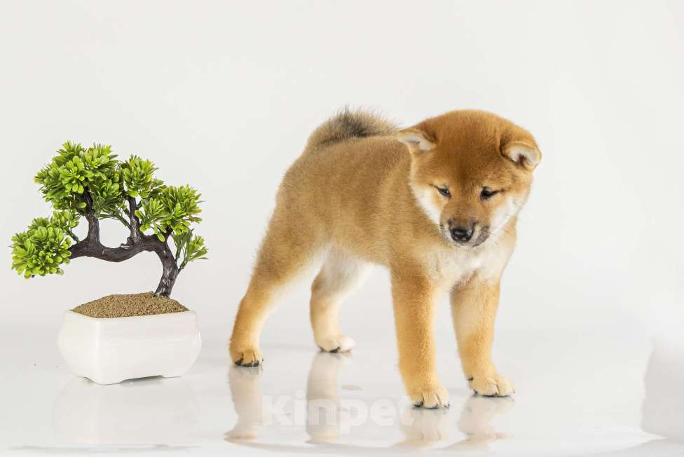 Собаки в Барнауле: Малышка Сиба Ину (Shiba Inu) Девочка, 100 000 руб. - фото 3