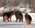 Собаки в других городах Красноярского края: щенки немецкой овчарки длинники Девочка, 45 000 руб. - фото 4