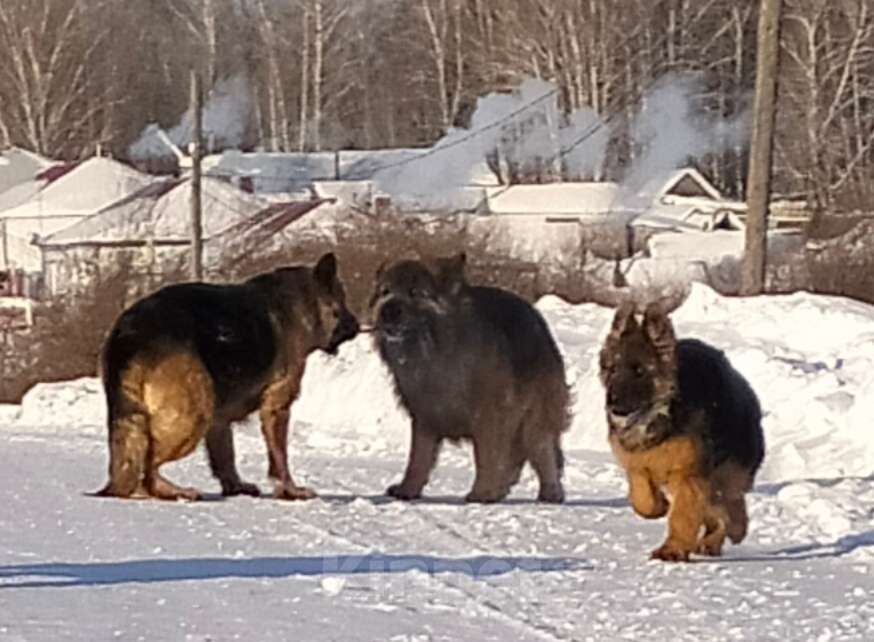 Собаки в других городах Красноярского края: щенки немецкой овчарки длинники Девочка, 45 000 руб. - фото 4