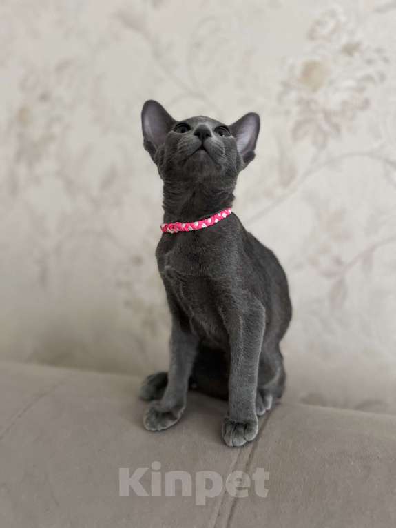 Кошки в Москве: Шикарная ориентальная малышка Девочка, 60 000 руб. - фото 5