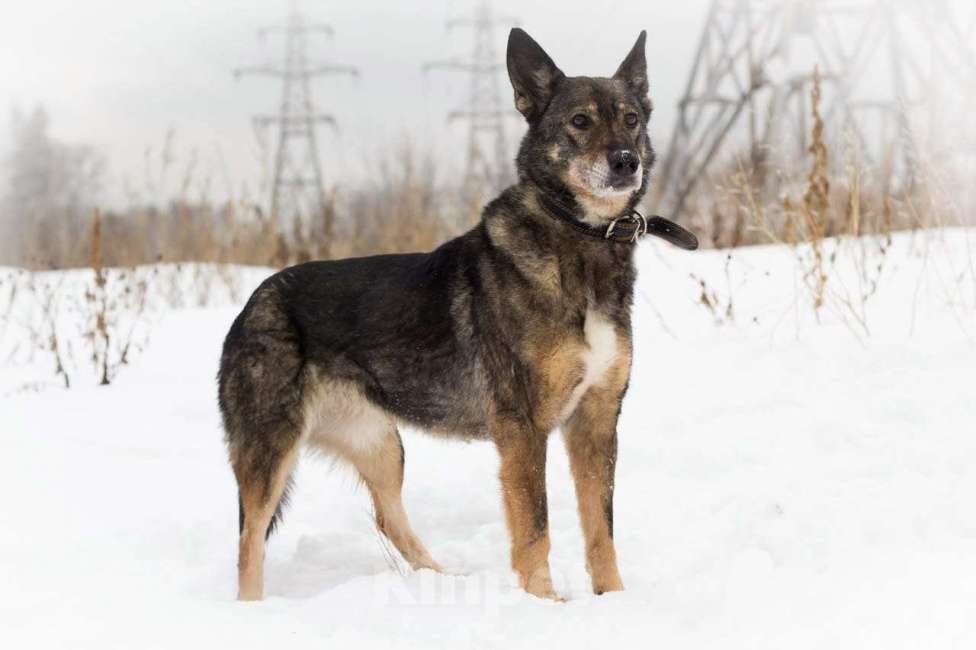 Собаки в Москве: Валли Девочка, Бесплатно - фото 3