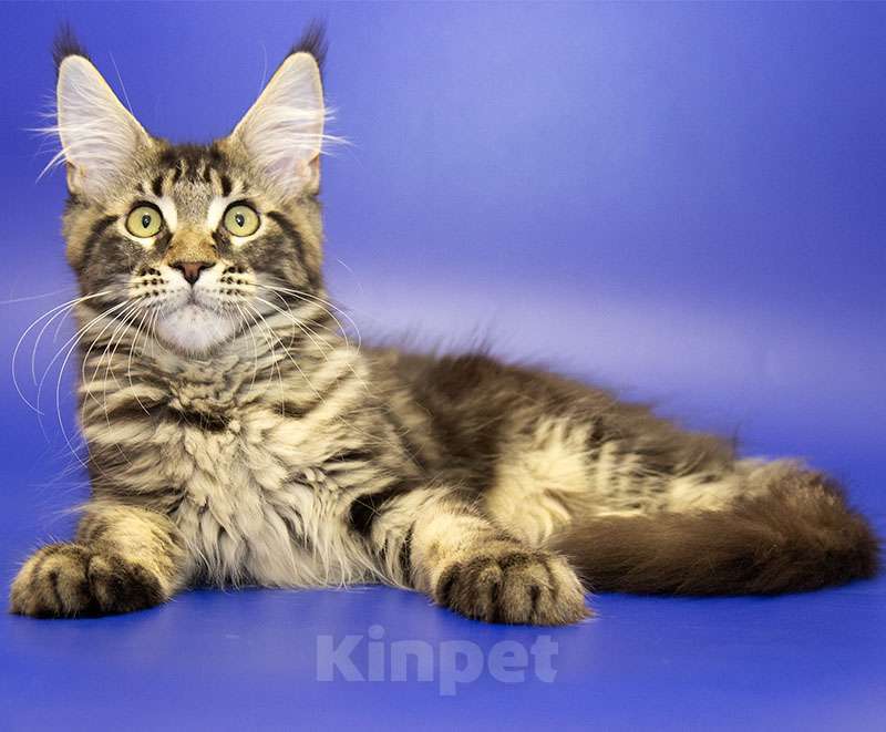 Кошки в Москве: Мейн-кун котенок Девочка, Бесплатно - фото 4