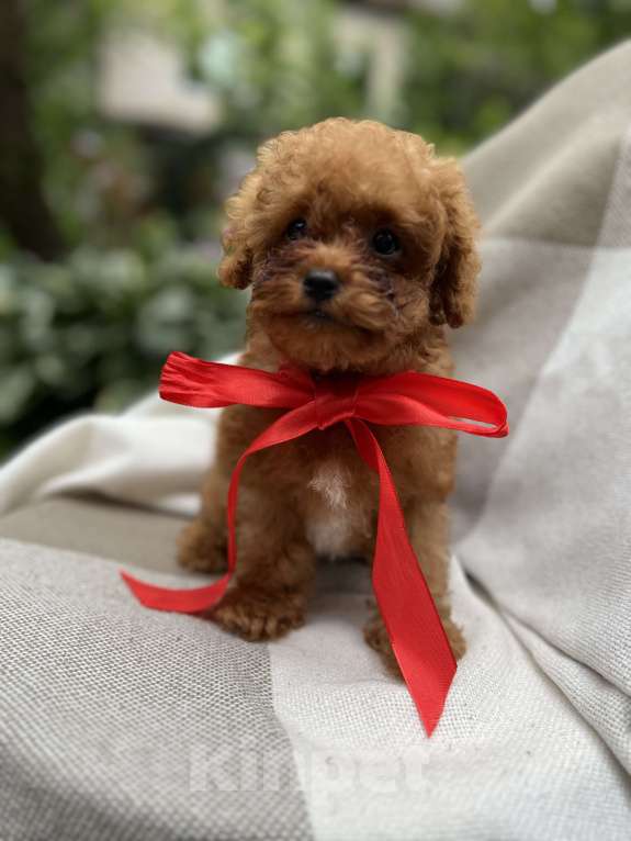 Собаки в Москве: Щенки мальтипу  Мальчик, 200 000 руб. - фото 3