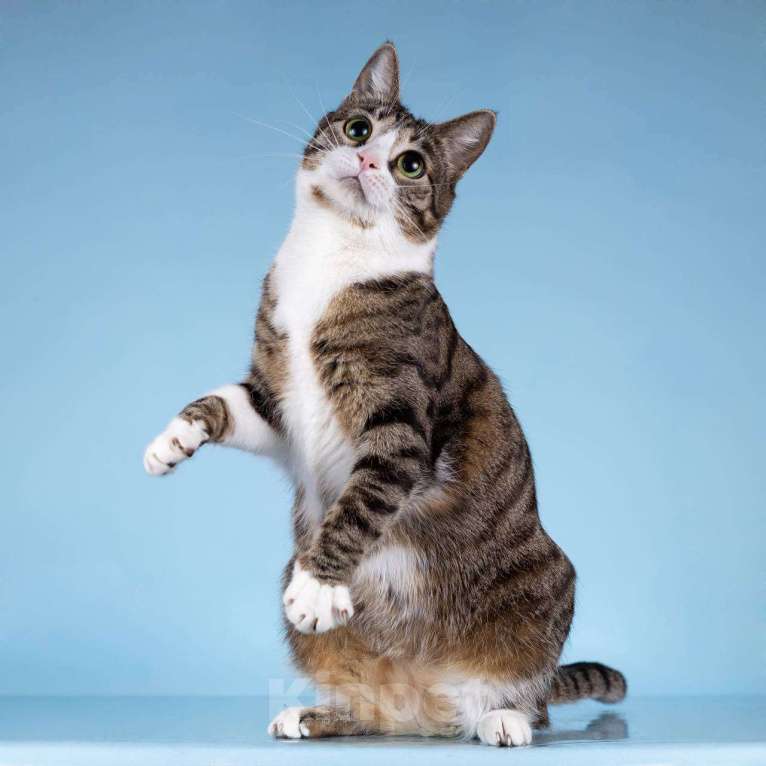 Кошки в Москве: Кошечка Бонни ищет доброе сердце.  Девочка, Бесплатно - фото 3