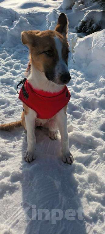 Собаки в Щелково: Балта якутенок в добрые руки Девочка, Бесплатно - фото 2