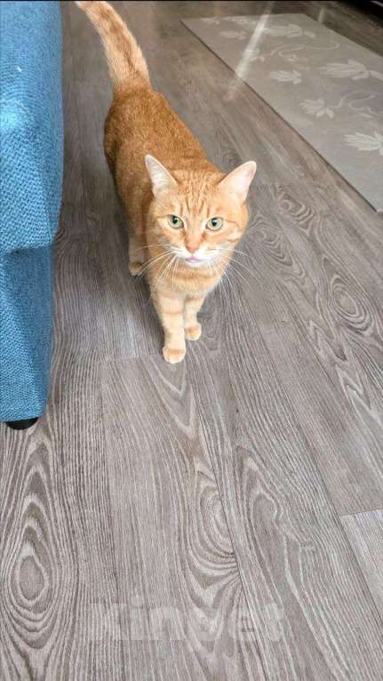 Кошки в Санкт-Петербурге: Рыжая кошка Санни Девочка, Бесплатно - фото 4
