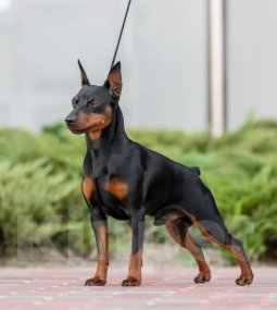 Собаки в других городах Ленинградской области: Породные щенки цвергпинчера Девочка, 40 000 руб. - фото 3