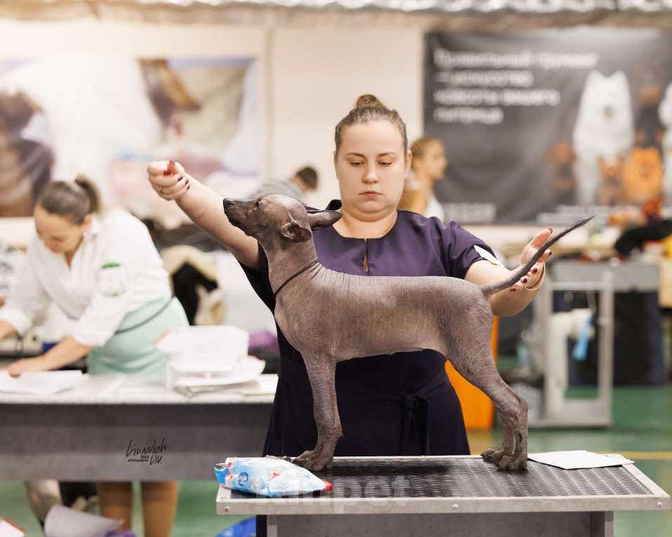 Собаки в Москве: Щенок ксолоитцкуинтли Девочка, Бесплатно - фото 2