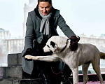 Собаки в Москве: Руни Мальчик, Бесплатно - фото 3