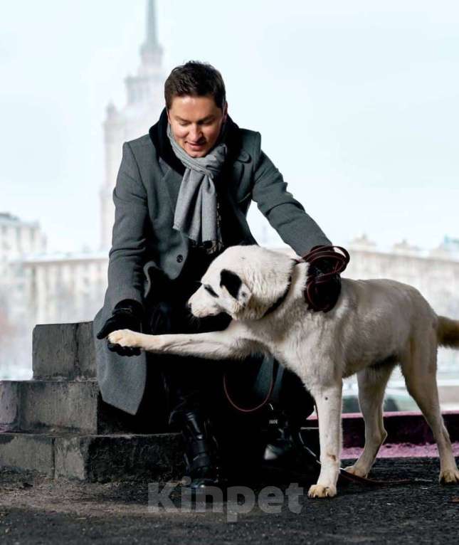 Собаки в Москве: Руни Мальчик, Бесплатно - фото 3