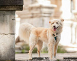 Собаки в Москве: Красивая собака Ариша в добрые руки. Девочка, 1 руб. - фото 10