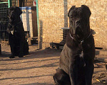 Собаки в Воронеже: Импортные производители, вязка, 35 000 руб. - фото 2