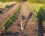 Собаки в Саратове: Собака сучка, 8 руб. - фото 7