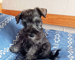 Собаки в Белгороде: Щенки цвергшнауцера Мальчик, Бесплатно - фото 4
