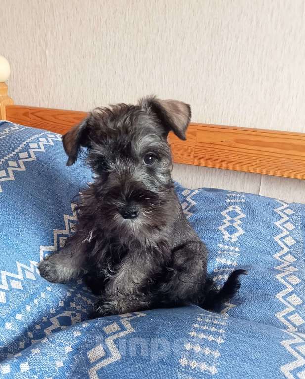 Собаки в Белгороде: Щенки цвергшнауцера Мальчик, Бесплатно - фото 4