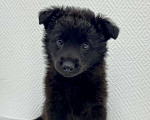 Собаки в Химках: метис бордер колли, 3 месяца Мальчик, 1 руб. - фото 2