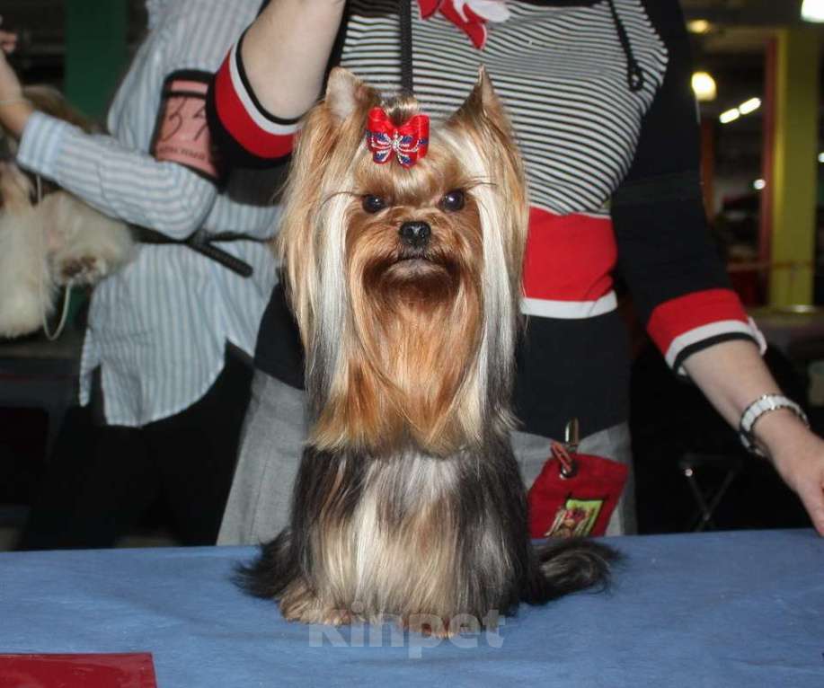 Собаки в Москве: Мальчик Йоркширского терьера для вязки. Мальчик, 10 000 руб. - фото 2