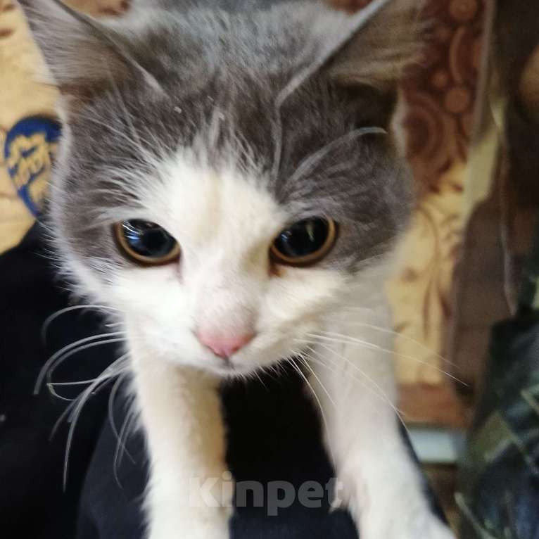 Кошки в Чусовой: В добрые руки Мальчик, Бесплатно - фото 1