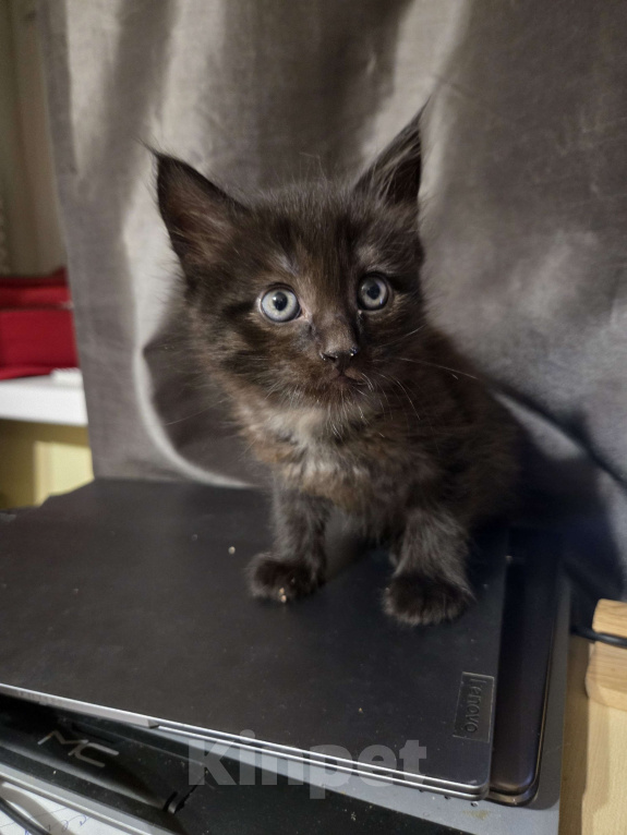 Кошки в Долгопрудном: Милые пушистики ищут любящий дом Мальчик, 500 руб. - фото 1