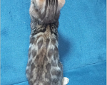 Кошки в Чехове: Чистокровный бенгальский котик Мальчик, 37 000 руб. - фото 1