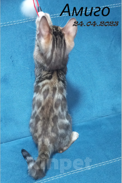 Кошки в Чехове: Чистокровный бенгальский котик Мальчик, 37 000 руб. - фото 1