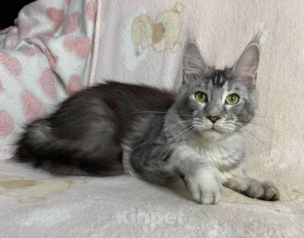 Кошки в Дмитрове:  Черная серебристая мраморная девочка мейн кун Jay Девочка, 15 000 руб. - фото 6