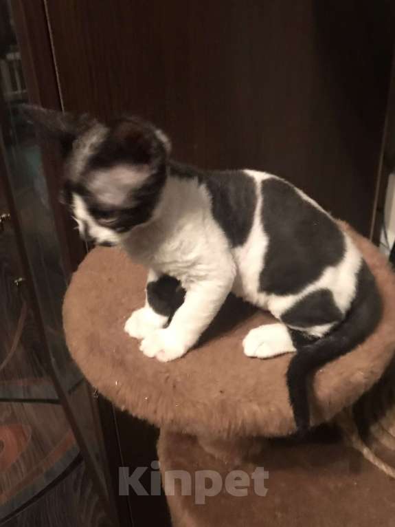 Кошки в Москве: Котята Девон рекс Девочка, 50 000 руб. - фото 2