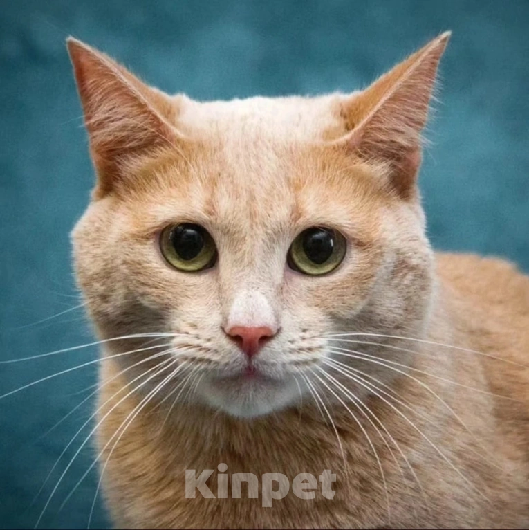 Кошки в Москве: Грустного рыжика никто не забирает Мальчик, Бесплатно - фото 5