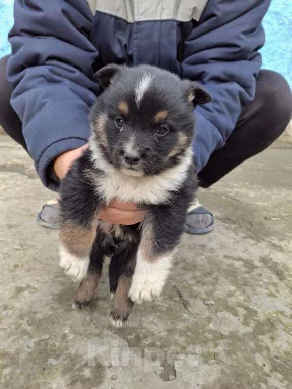Собаки в других городах Краснодарского края: Щенок Мальчик, Бесплатно - фото 1
