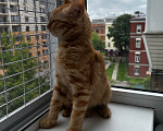 Кошки в Москве: Котенок девочка ищет дом Девочка, Бесплатно - фото 5