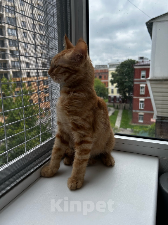 Кошки в Москве: Котенок девочка ищет дом Девочка, Бесплатно - фото 5