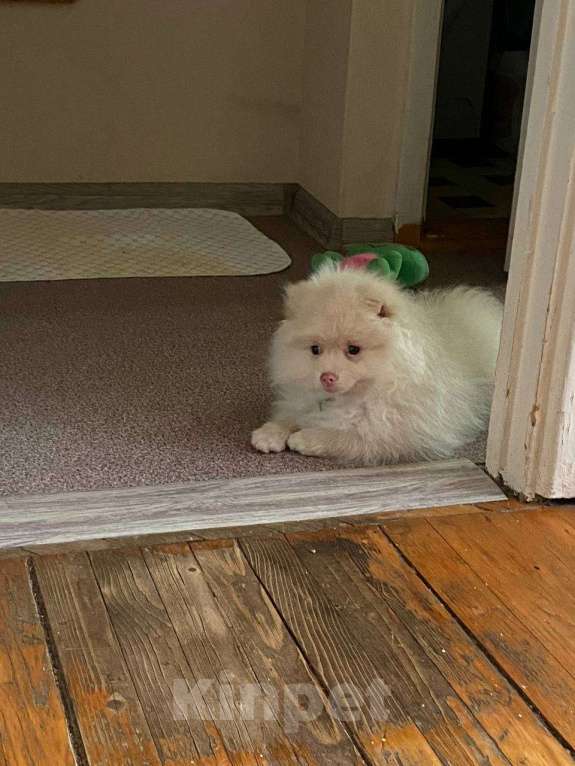 Собаки в Москве: Щенок немецкого шпица Мальчик, 19 000 руб. - фото 5