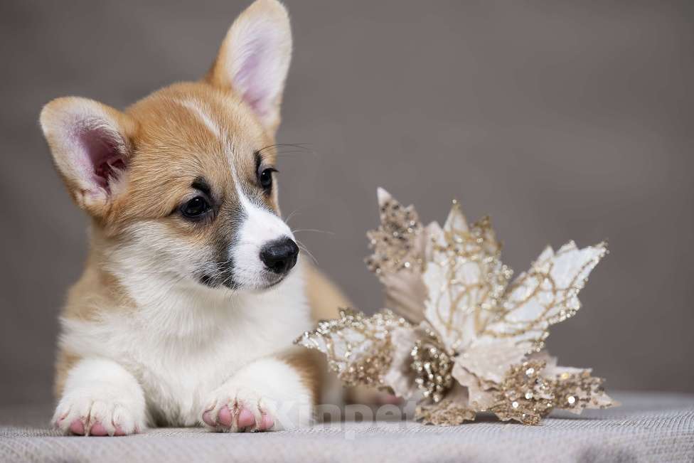 Собаки в Перми: Щенки вельш корги пемброк девочки Девочка, 38 000 руб. - фото 3