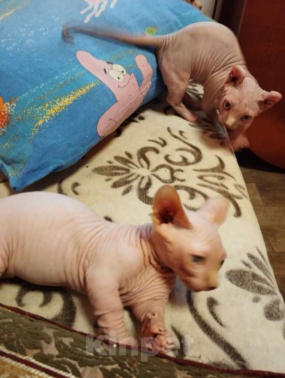 Кошки в Тутаеве: Мальчик бамбино Мальчик, 20 000 руб. - фото 6