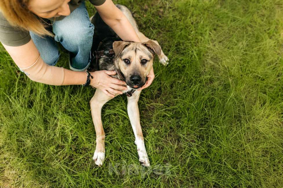Собаки в Москве: Солнечная Эстер в добрые руки Девочка, Бесплатно - фото 6