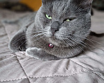 Кошки в Москве: Пирожковый кот Мальчик, Бесплатно - фото 1