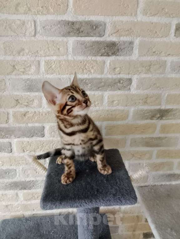 Кошки в Москве: Бенгальские котята Мальчик, 15 000 руб. - фото 6