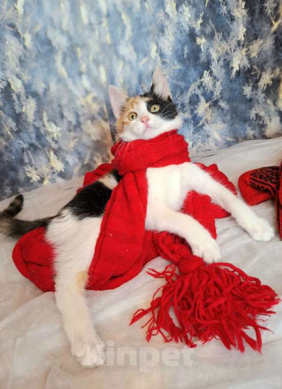 Кошки в Москве: Трехцветный котёнок в добрые руки  Девочка, Бесплатно - фото 8