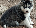 Собаки в Казани: Очаровашки Мальчик, 10 000 руб. - фото 1