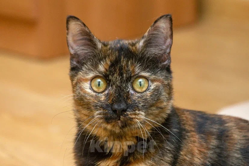 Кошки в Реутове: Подросток в добрые руки Девочка, Бесплатно - фото 1