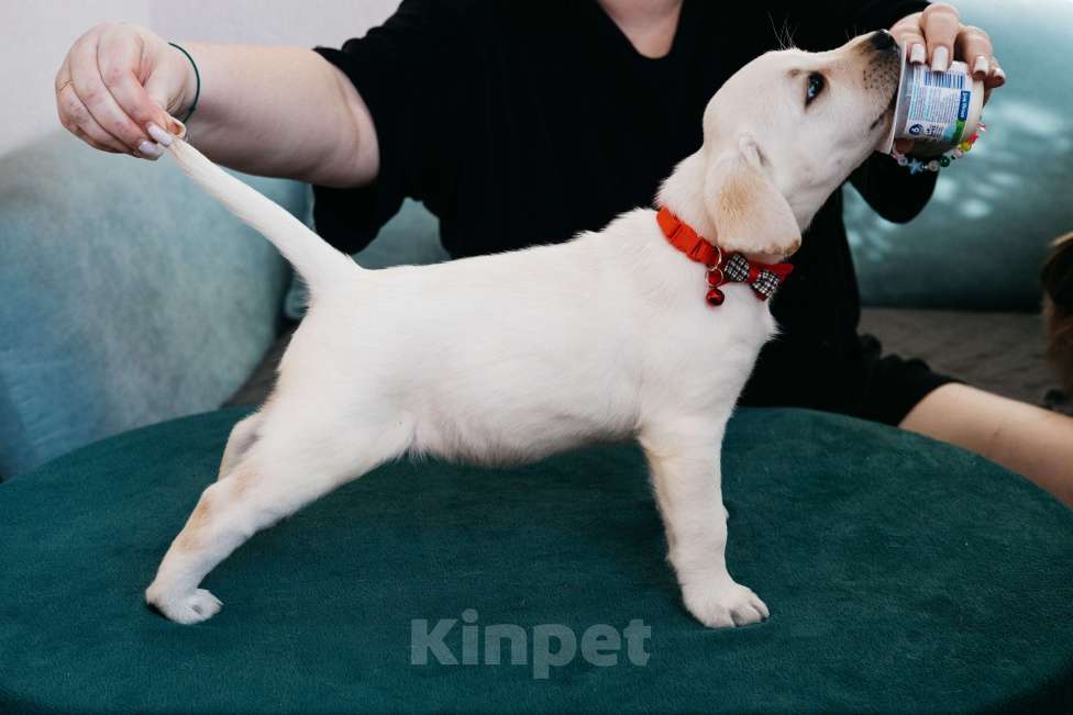 Собаки в Москве: Лабрадор-ретривер, щенок Девочка, Бесплатно - фото 8