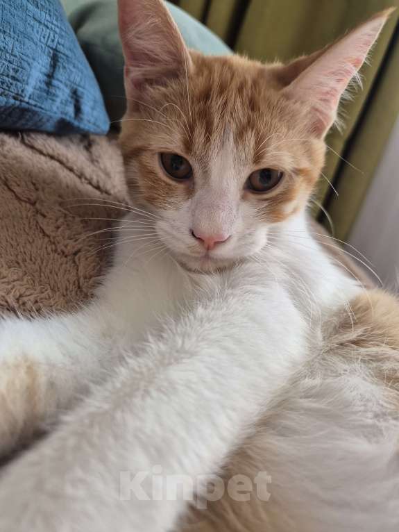 Кошки в Ростове-на-Дону: Ищем хорошие руки мальчику Мальчик, Бесплатно - фото 3